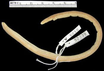 Media type: image; Herpetology R-92039